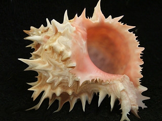 Image showing shell