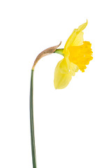 Image showing Jonquil flower