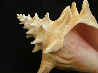 Image showing Sea shell