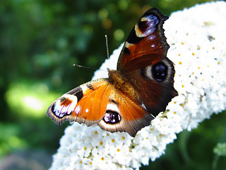 Image showing peacock butterfly