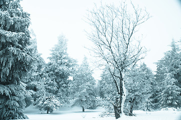 Image showing Snow and frost covered pine trees