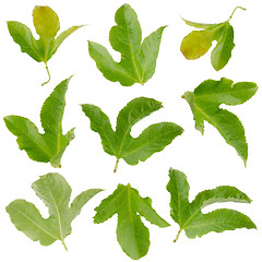 Image showing Set of green leaves