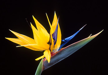 Image showing Flower of Bird of Paradise