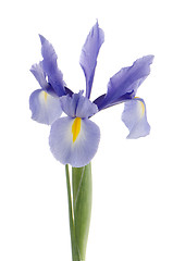 Image showing Purple lily flower