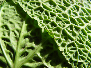 Image showing savoy cabbage