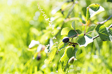 Image showing Saskatoon berry on bush