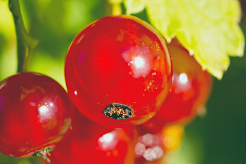 Image showing Sweet and ripe red currant macro