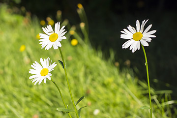 Image showing Camomiles