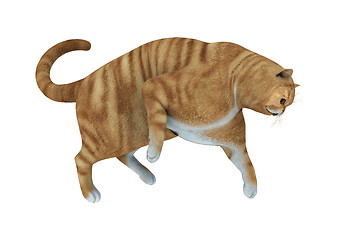 Image showing Cat