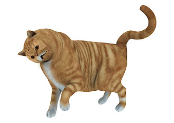 Image showing Cat