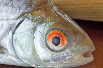 Image showing A small river fish presents closeup.