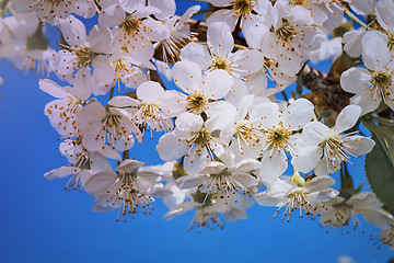 Image showing Branch of blossoming cherry against the blue sky.