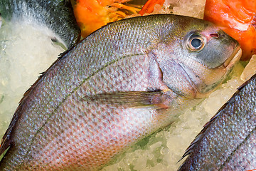 Image showing .Large Mediterranean fish caught on the island of Crete.