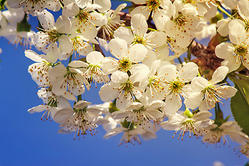 Image showing Branch of blossoming cherry against the blue sky.