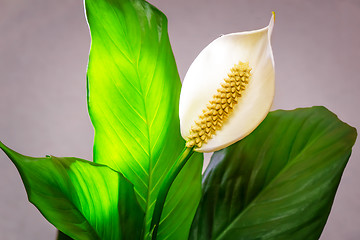 Image showing White flower Calla among green leaves.