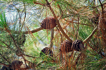 Image showing Pine branches with cones and pine needles against the sky