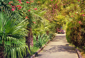 Image showing Alley in the Park with beautiful southern flowering plants.