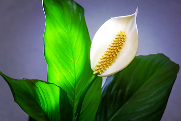 Image showing White flower Calla among green leaves.