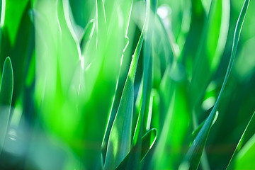 Image showing Green grass. Soft focus