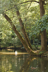 Image showing idyllic park scenery