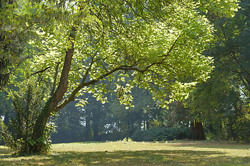 Image showing idyllic park scenery