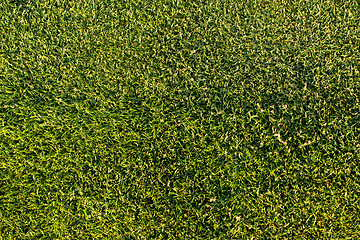 Image showing Green grass texture