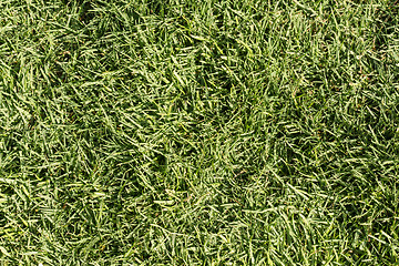 Image showing Green grass texture