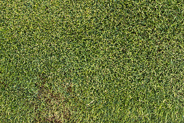 Image showing Green grass texture