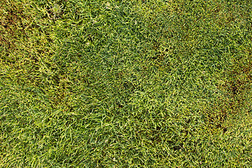 Image showing Green grass texture