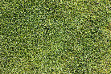 Image showing Green grass texture