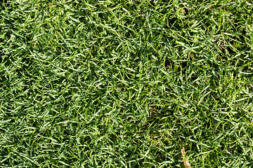 Image showing Green grass texture