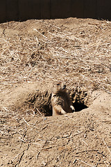 Image showing Prairie Dog on Gaurd