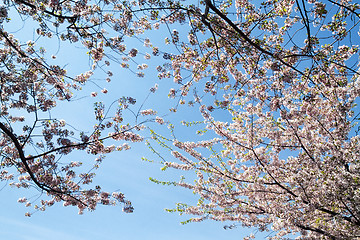 Image showing Cherry Blossoms in Bloom