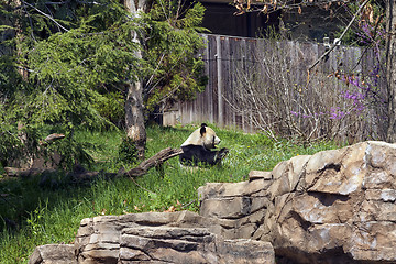 Image showing Sitting Panda