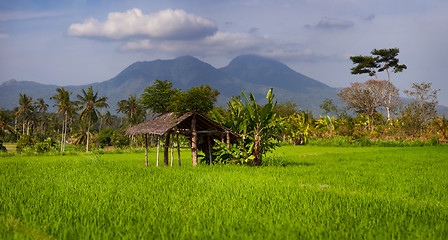 Image showing Shaded Rest House in an Asian Rice Field