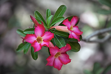 Image showing Macro Shot of a Desert Rose in Bloom