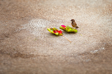 Image showing Little Sparrow, Stealing Food from an Offering to the Gods