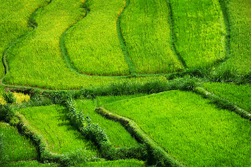 Image showing Teraced Rice Fields Stepping Down from the Hillside in Asia