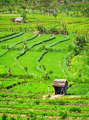 Image showing Agricultural Workers in Teraced Rice Fields