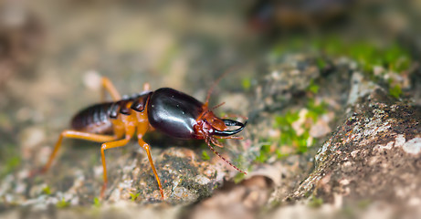 Image showing Extreme Closeup of a Soldier Termite on a Rock