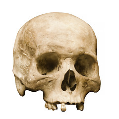 Image showing Human Skull Set Against a White Background