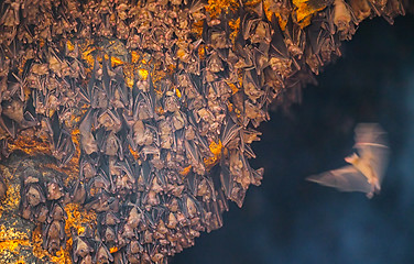 Image showing Single Bat Arrives to Join the Colony at Goa Lawah Temple