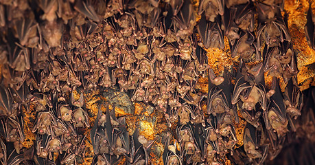 Image showing Bats Sleeping on Ceiling at Goa Lawah Temple in Bali