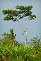 Image showing Beautiful, solitary tree on an agricultural plantation in Southe