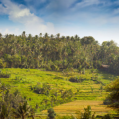 Image showing Teraced Rice Fields on a Hillside Plantation in Asia