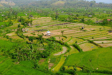 Image showing Teraced Rice Fields in Southeast Asia