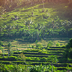 Image showing Rice Teraces, Interspersed with Coconut Palms, on an Asian Hills