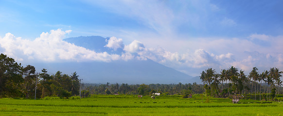 Image showing Rice Fields and Coconut Trees in Southeast Asia