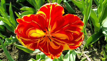 Image showing Beautiful tulip