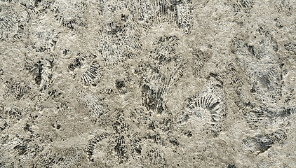 Image showing Ammonite fossils on a rock